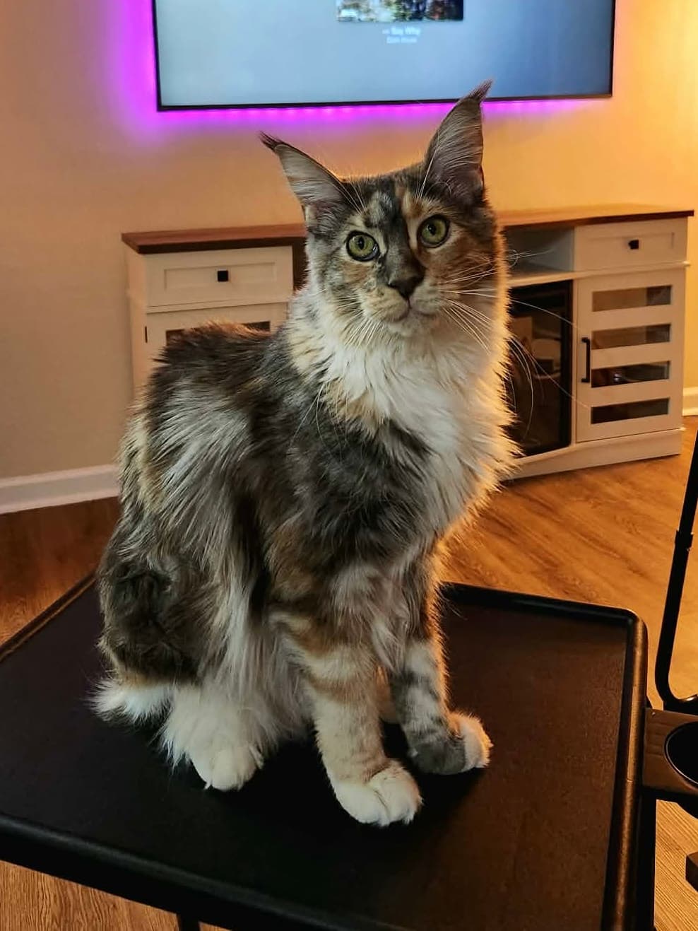 duchess