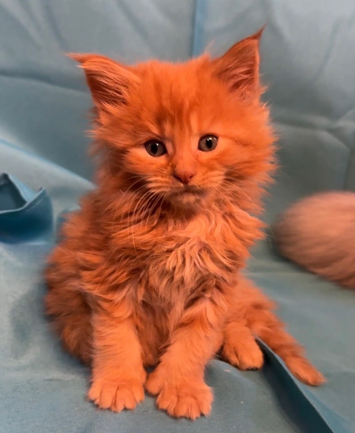 cheddar