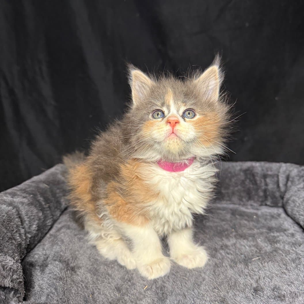 Freya